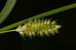 Pale sedge